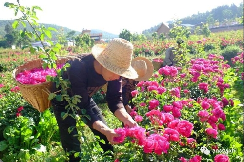 《采摘》  杨芳   摄