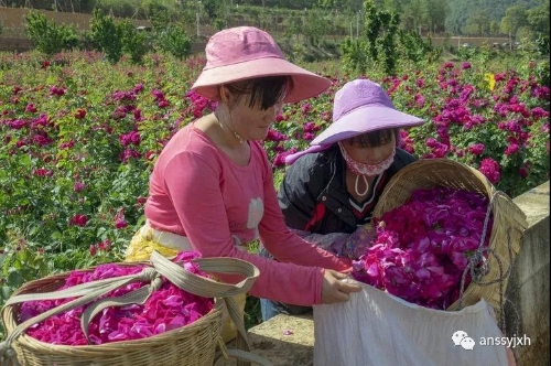 《姐妹花》  杜铮  摄