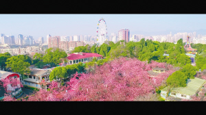 一等奖 《春城无处不飞花》视频截图 宋光旭