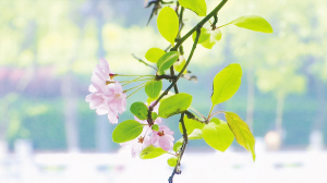 二等奖 《美丽安宁百花公园春意闹》视频截图 谢钢
