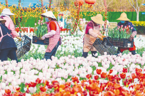 三等奖 《捞鱼河的花仙子们》 胡平华